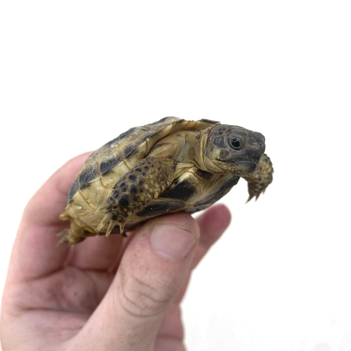 Russian Tortoises for Sale 3