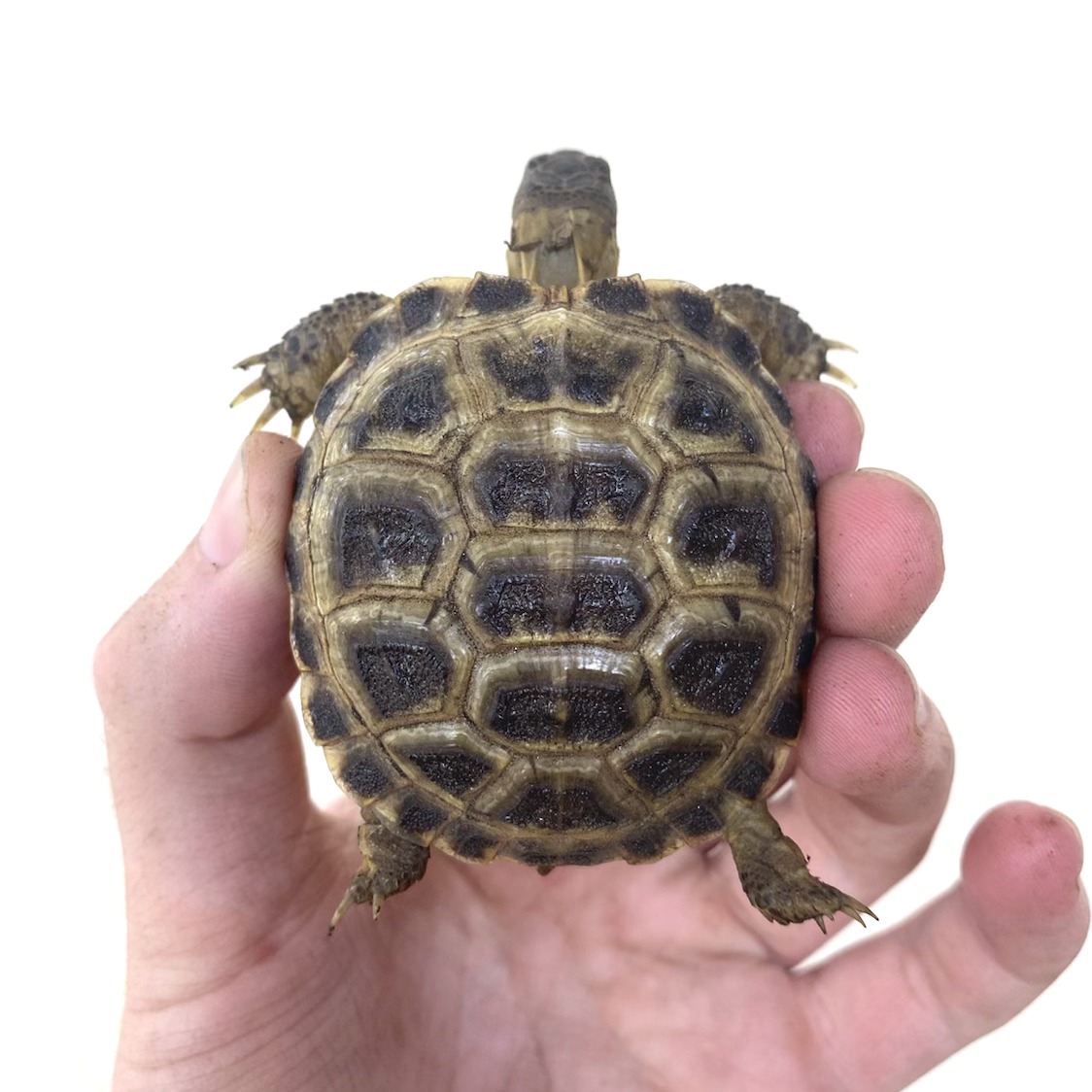 Russian Tortoises for Sale 4