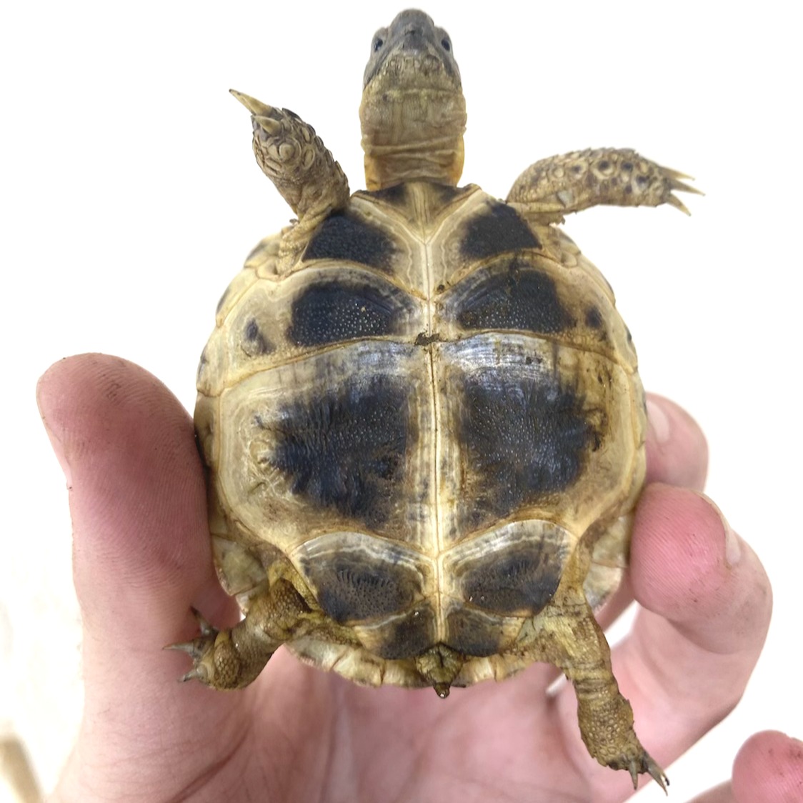 Russian Tortoises for Sale 5
