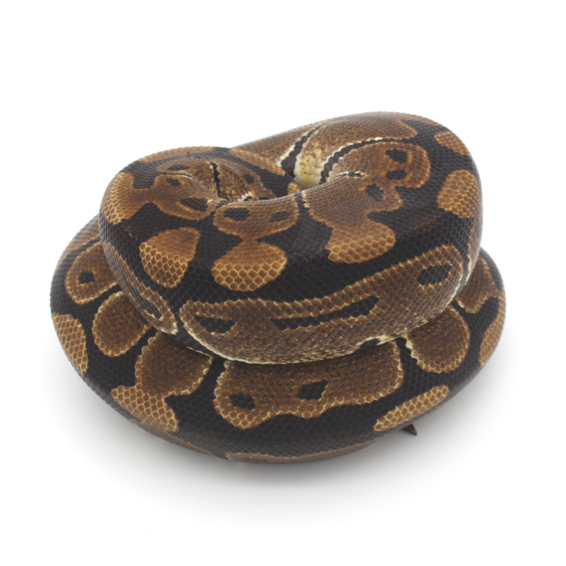 Ball Pythons for Sale