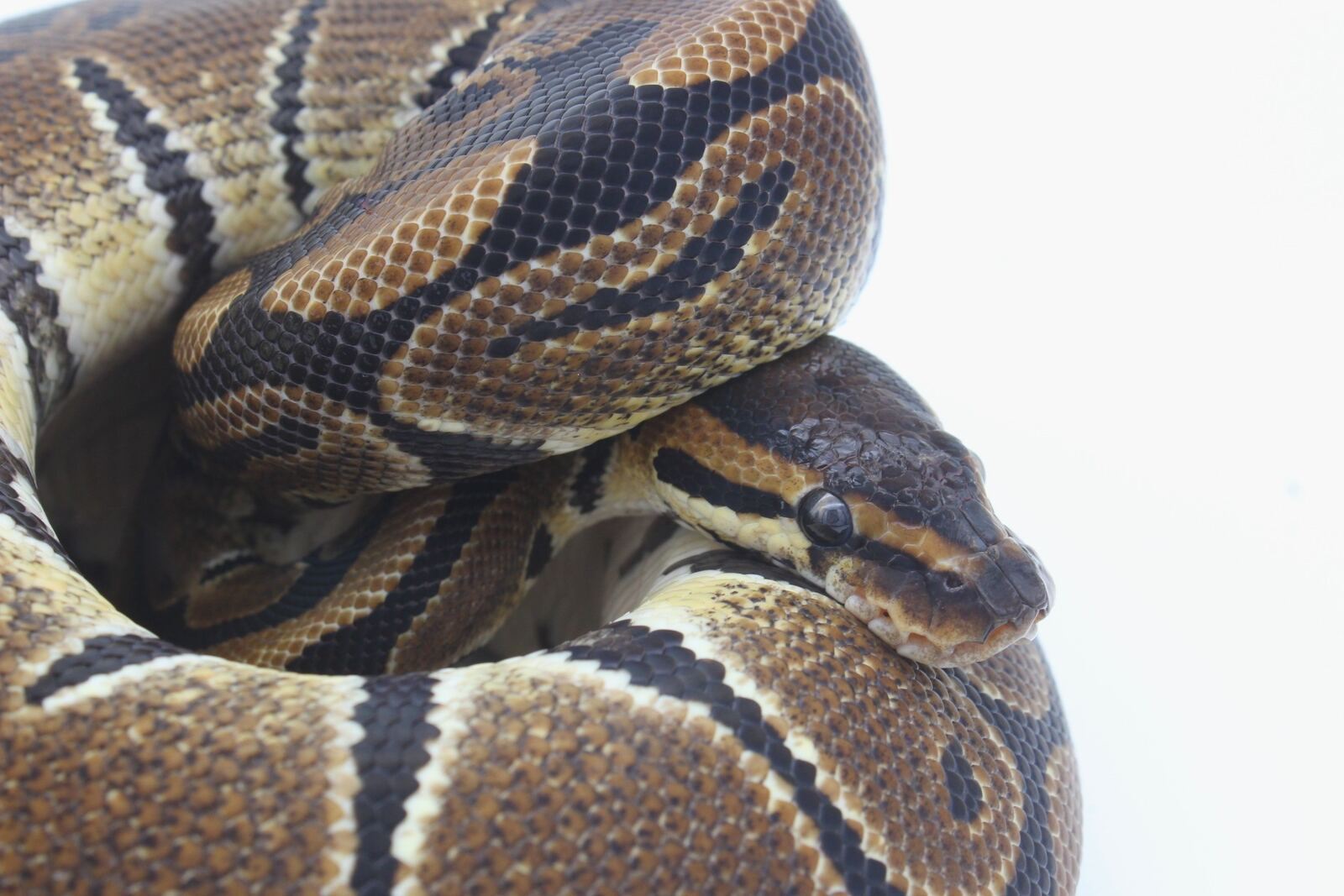 Ball Pythons for Sale 2