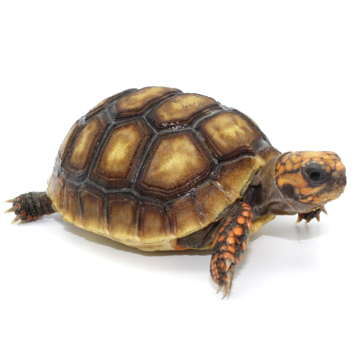 Redfoot Tortoises for Sale 3
