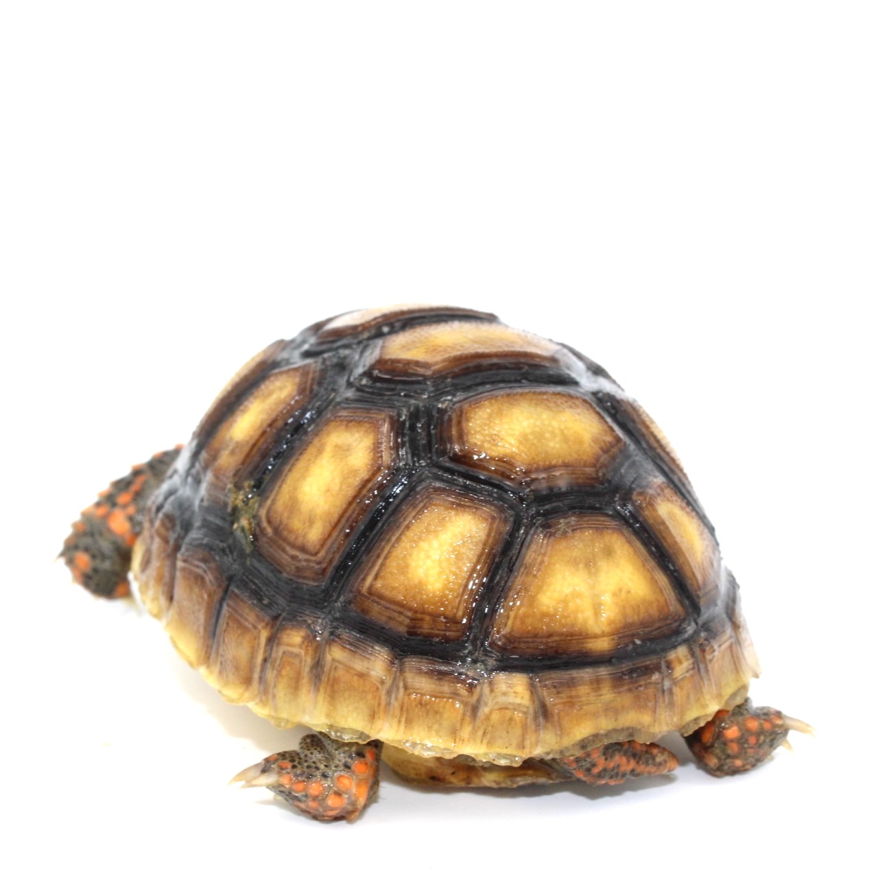 Redfoot Tortoises for Sale 4