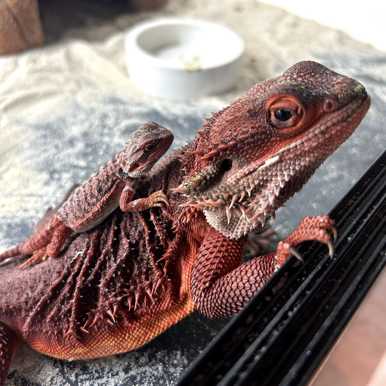 Bearded Dragons for Sale 9