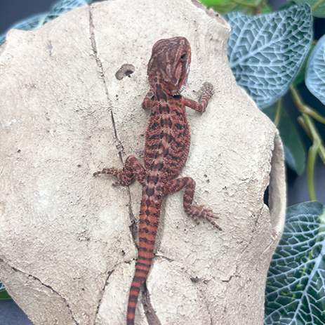 Bearded Dragons for Sale 10