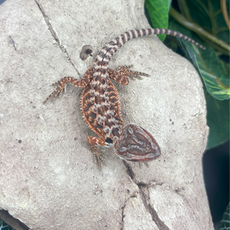 Bearded Dragons for Sale 11
