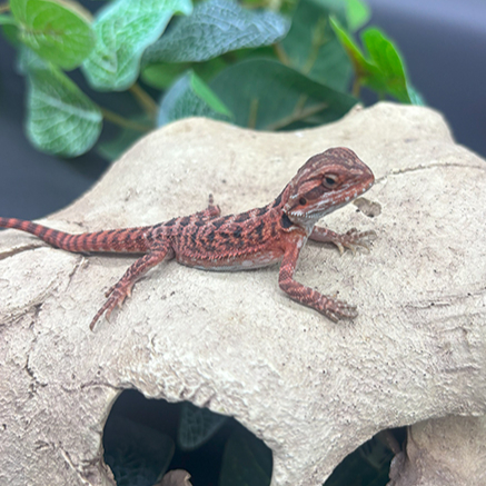 Bearded Dragons for Sale 12