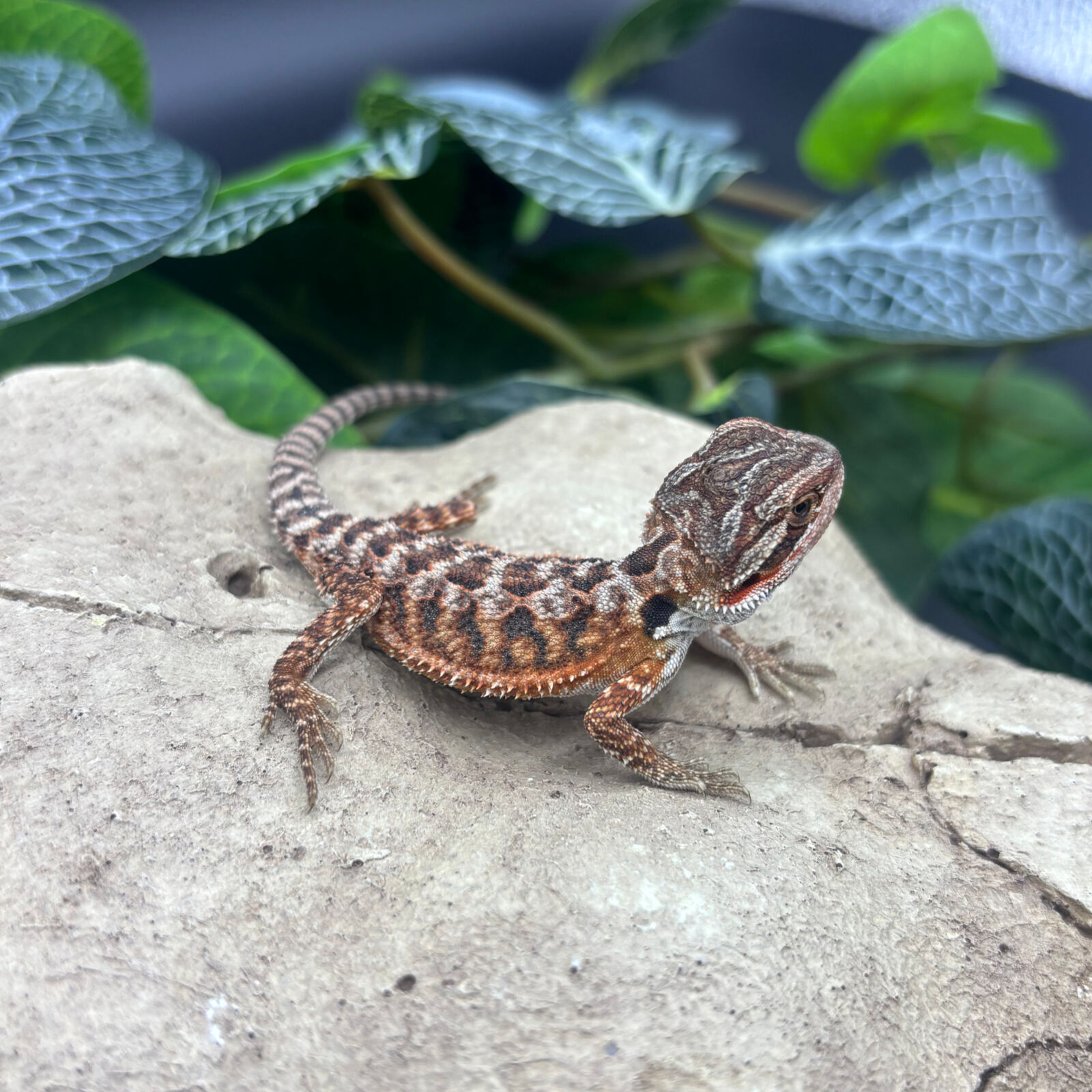 Bearded Dragons for Sale 13