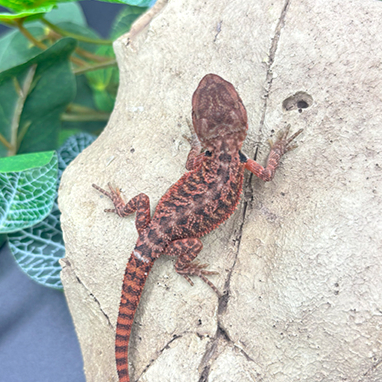 Bearded Dragons for Sale 14