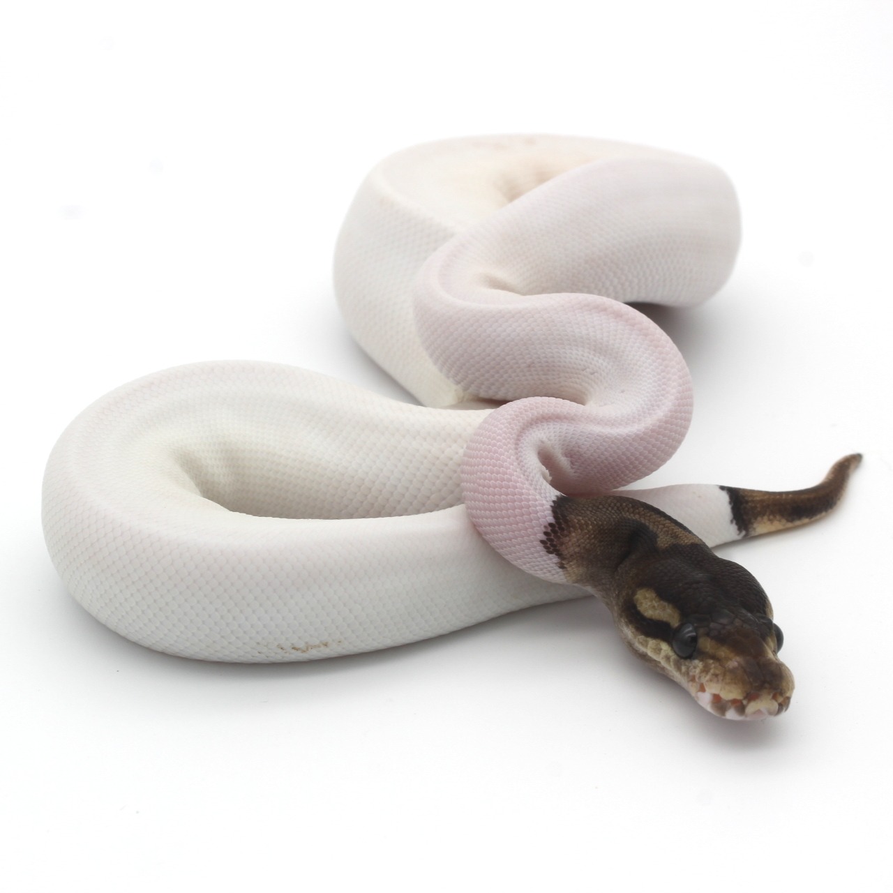Ball Pythons for Sale 3