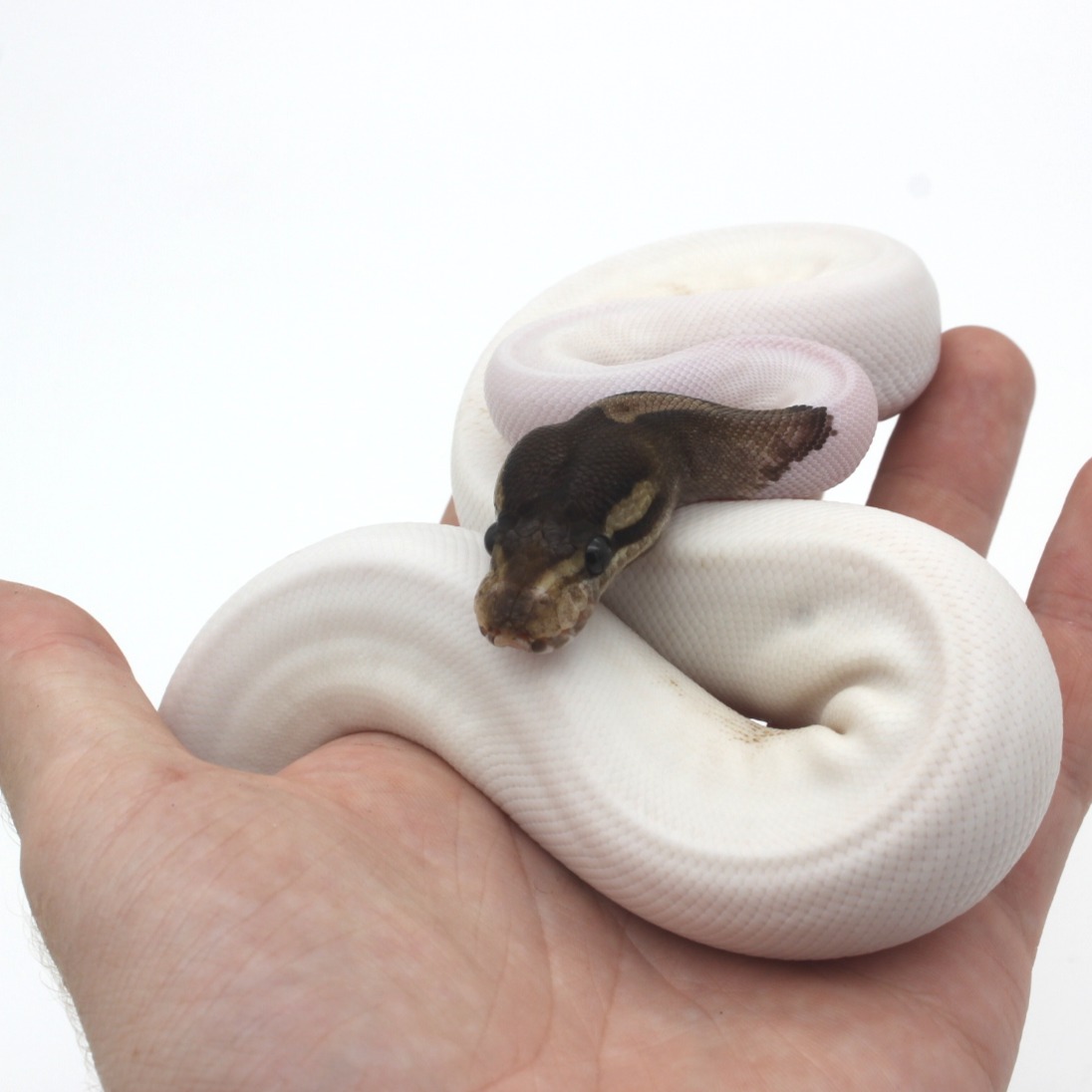 Ball Pythons for Sale 4