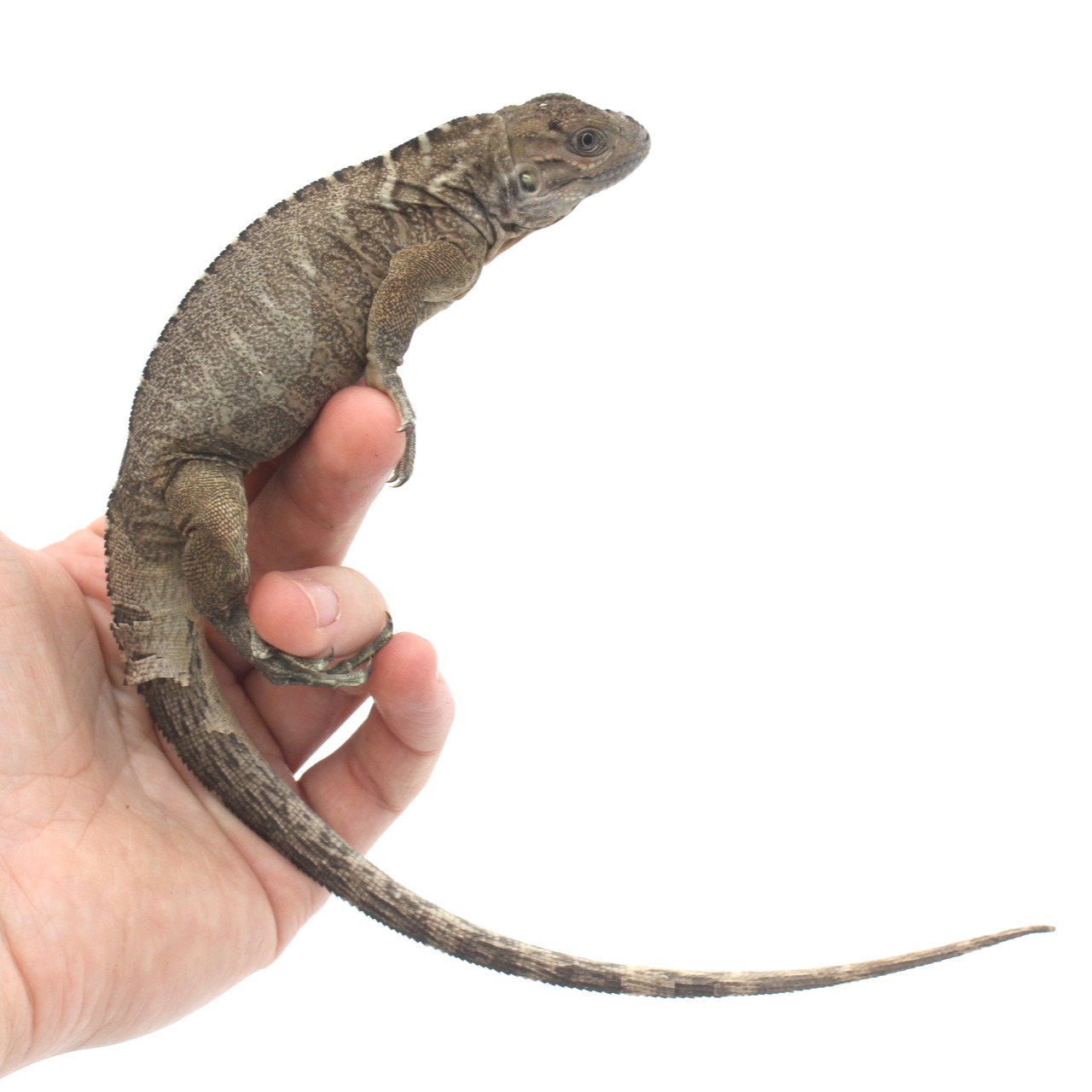 Baby Rhino Iguanas
