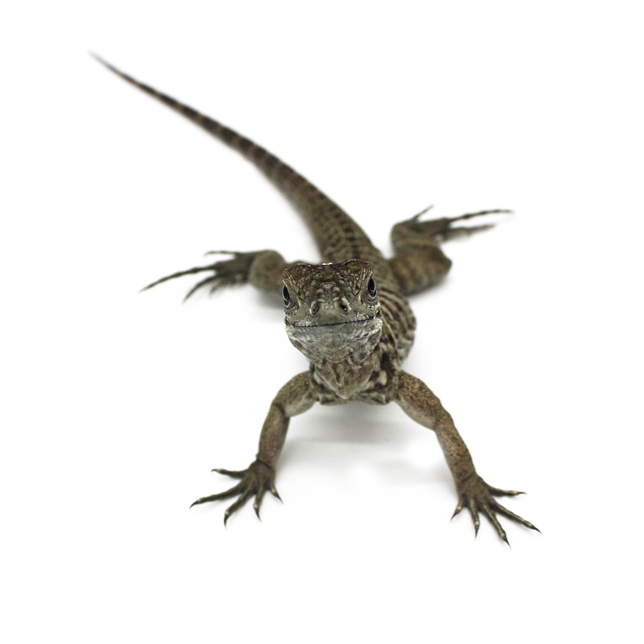 Baby Rhino Iguanas 2