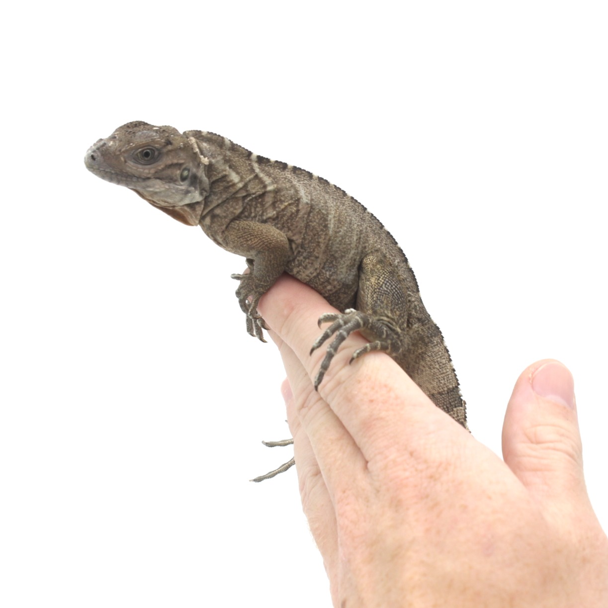 Baby Rhino Iguanas 3