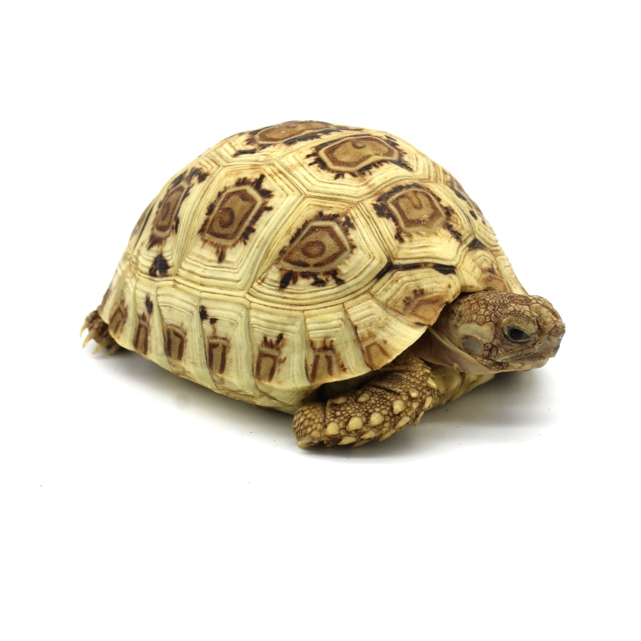 High White Snow Leopard Tortoise