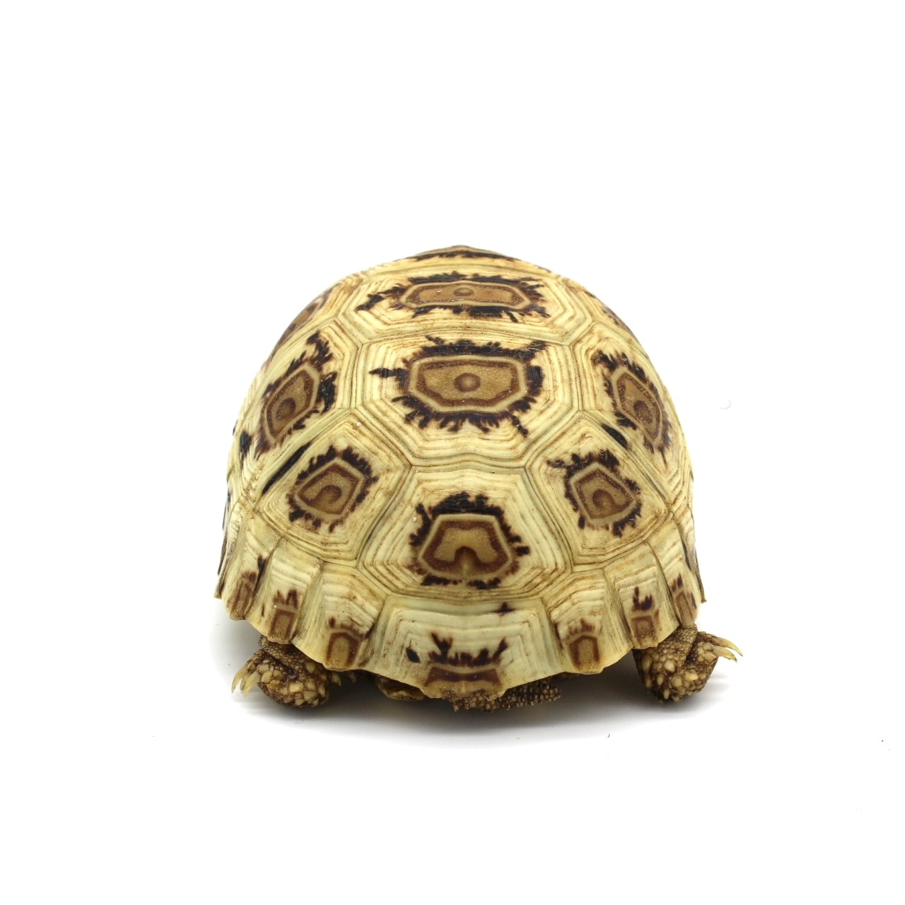 High White Snow Leopard Tortoise 2