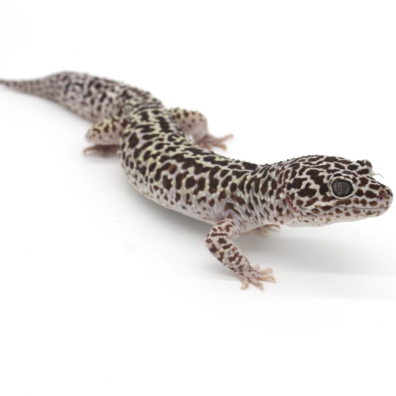 Leopard Geckos for Sale