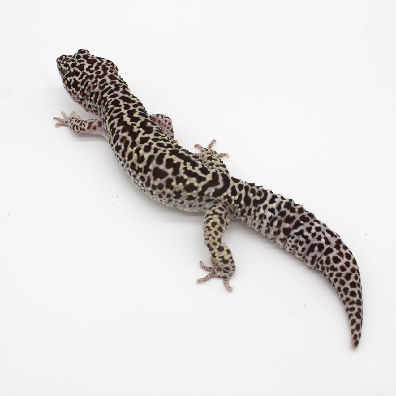 Leopard Geckos for Sale 2