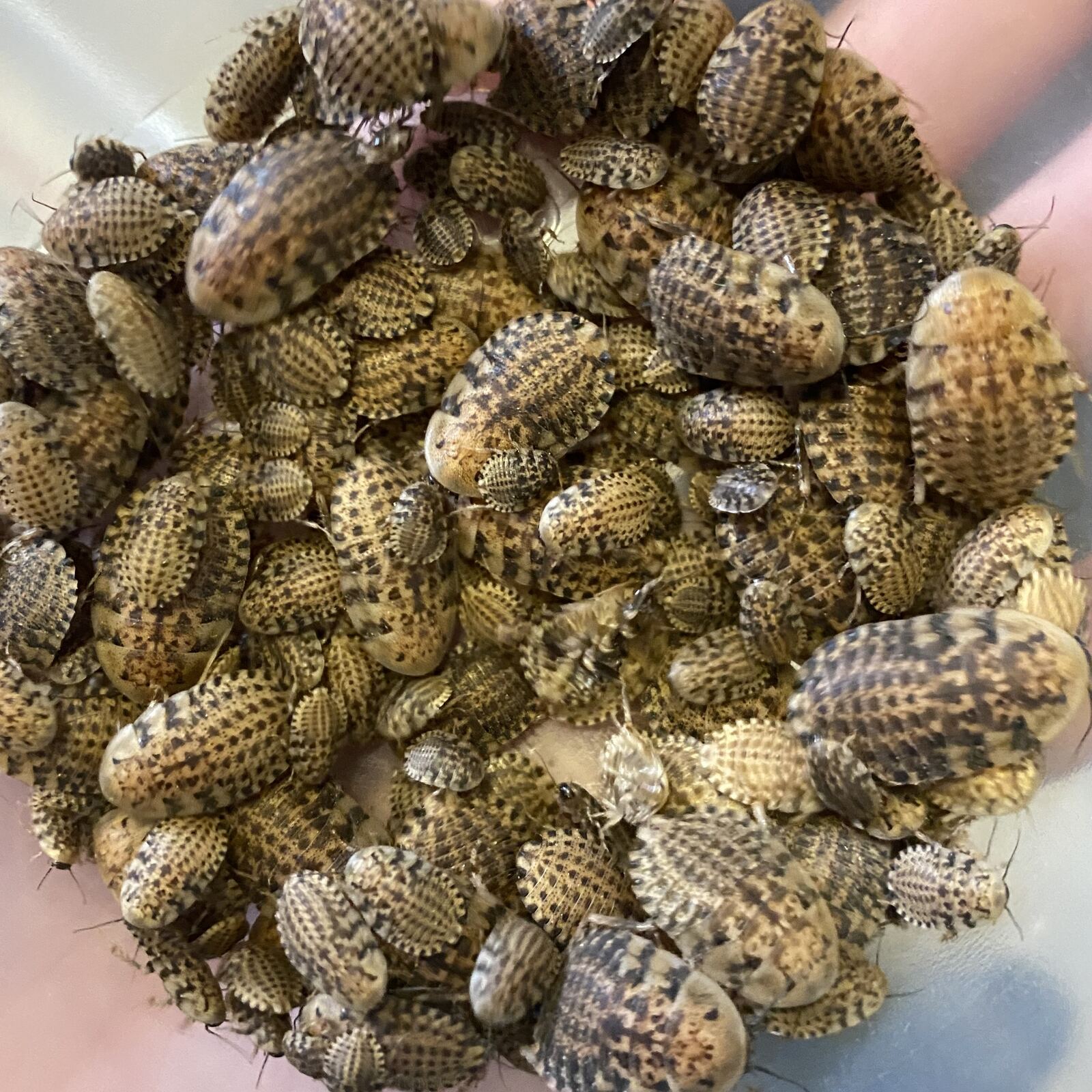 Discoid Roaches