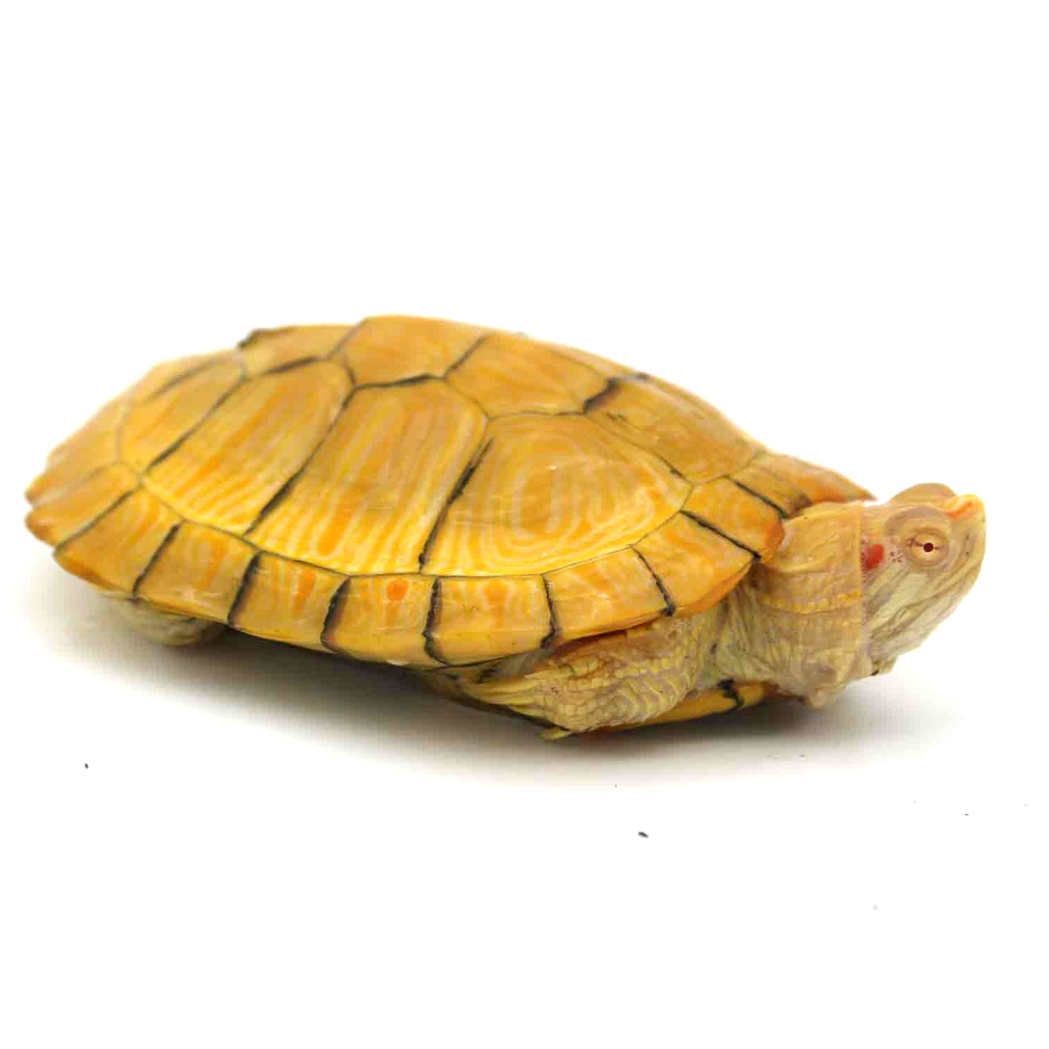 4 inch Albino Red Eared Slider