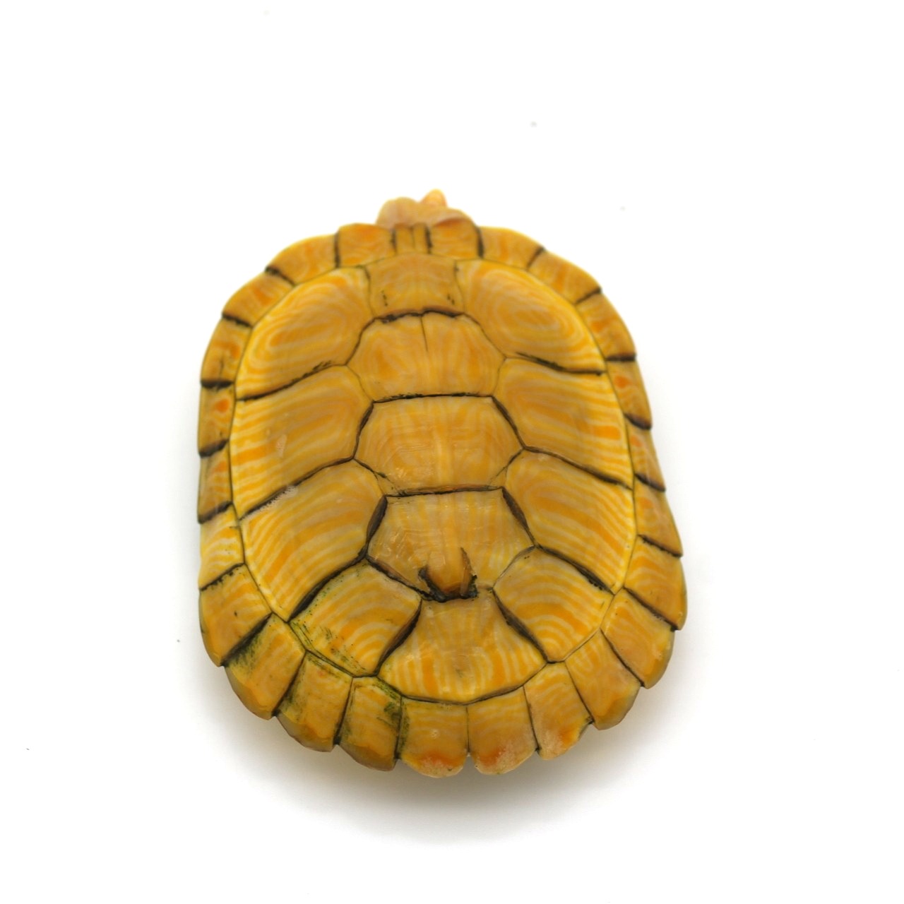 4 inch Albino Red Eared Slider 2