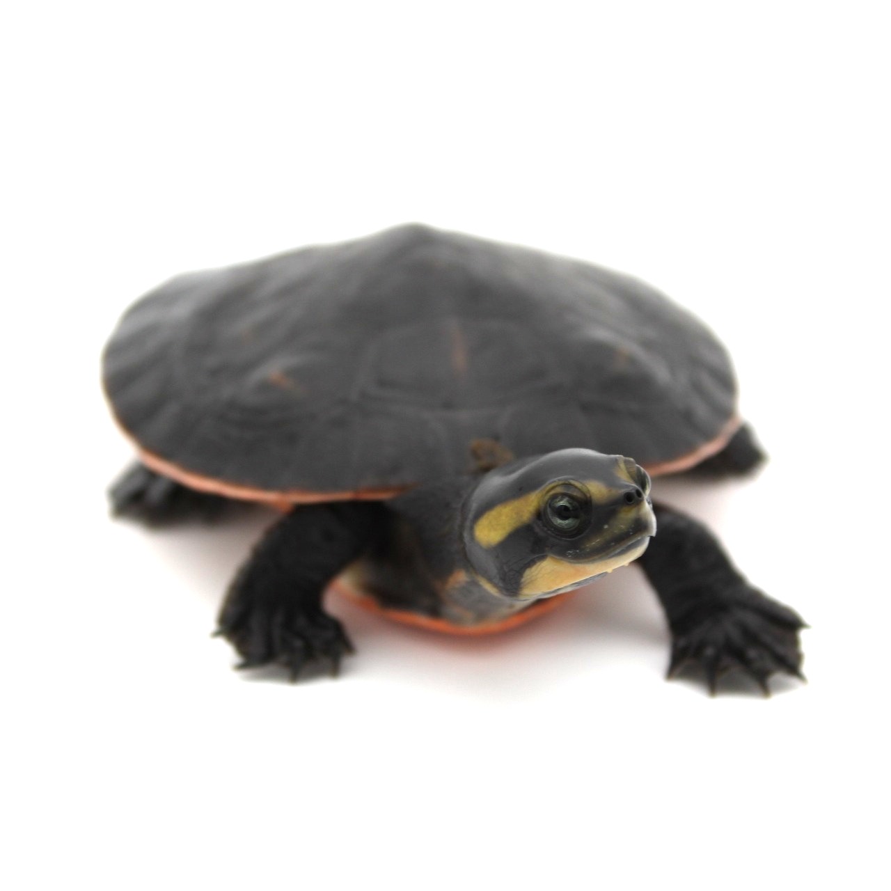 4 Inch Pink Bellied Sideneck Turtle