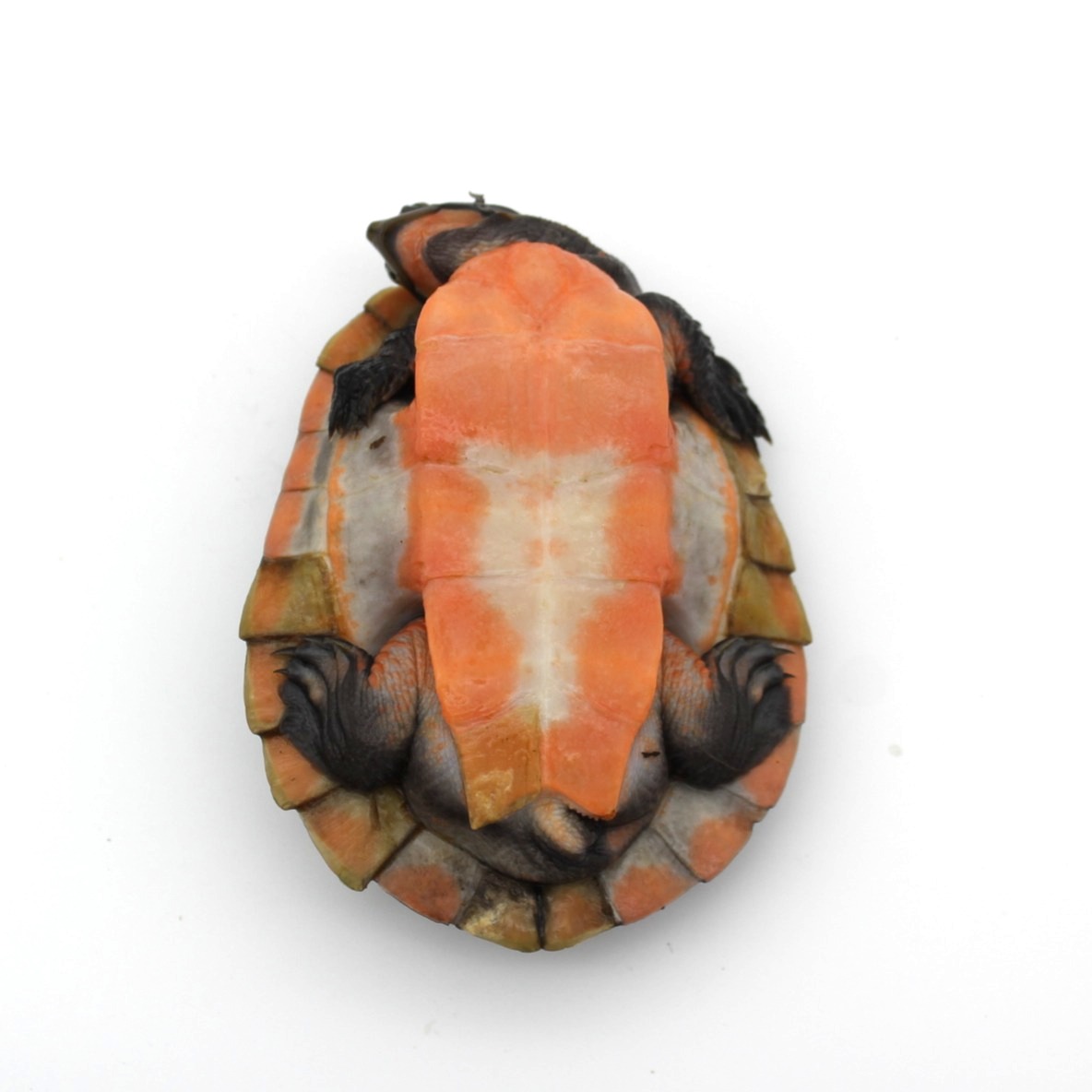 4 Inch Pink Bellied Sideneck Turtle 2
