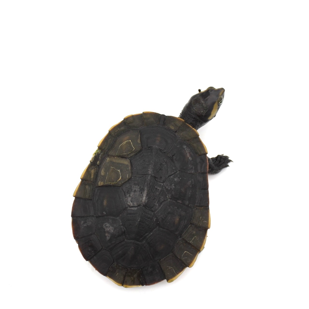 4 Inch Pink Bellied Sideneck Turtle 3