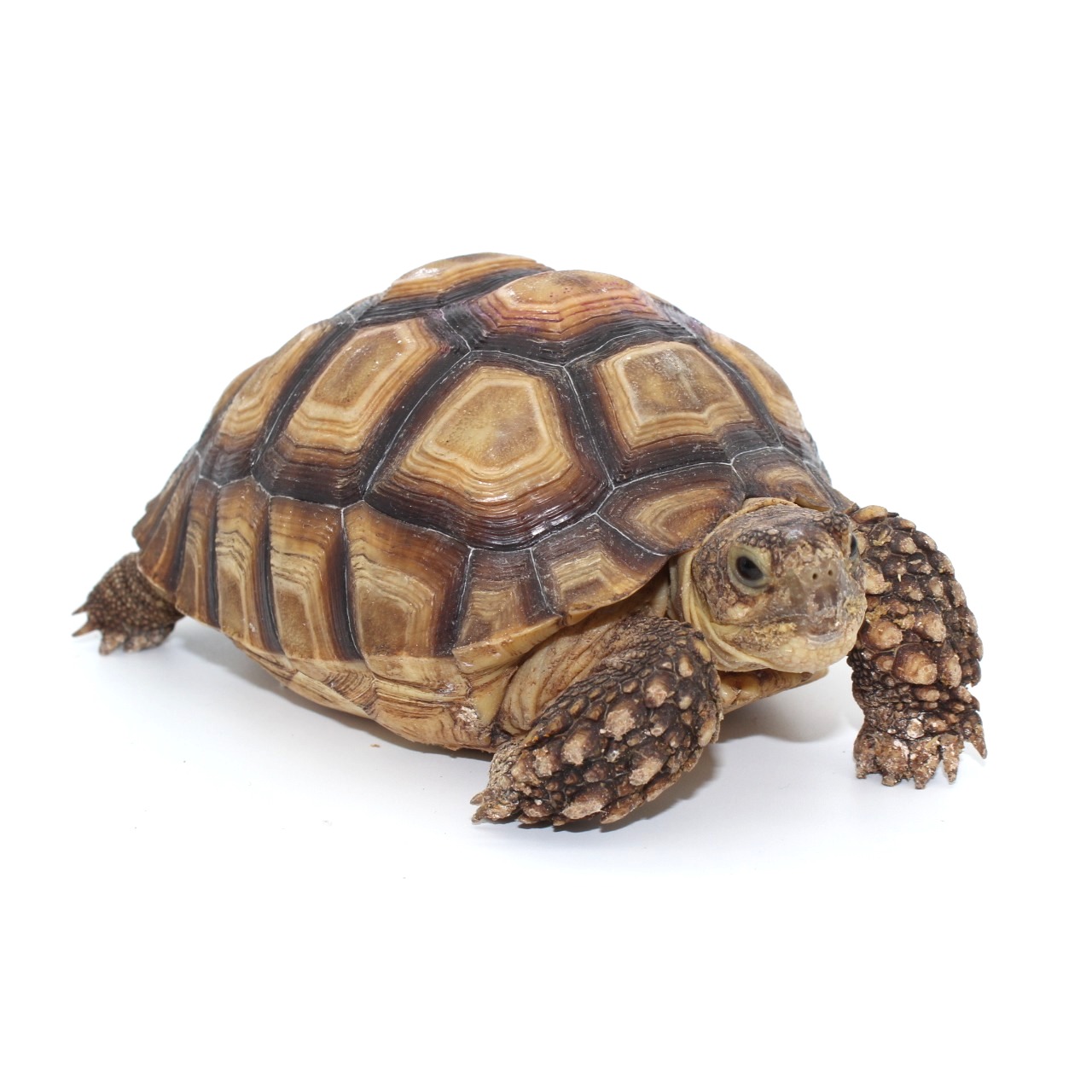 Yearling Sulcata Tortoise