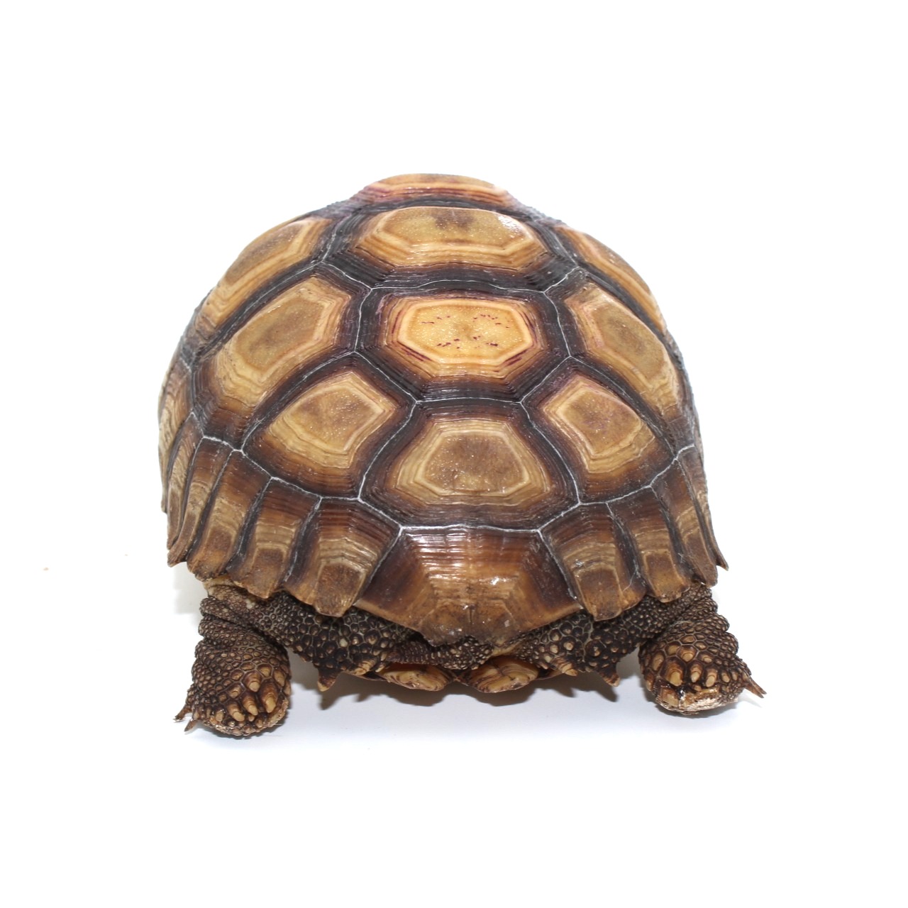 Sulcata Tortoises for Sale 5