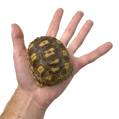 Sulcata Tortoises for Sale 6