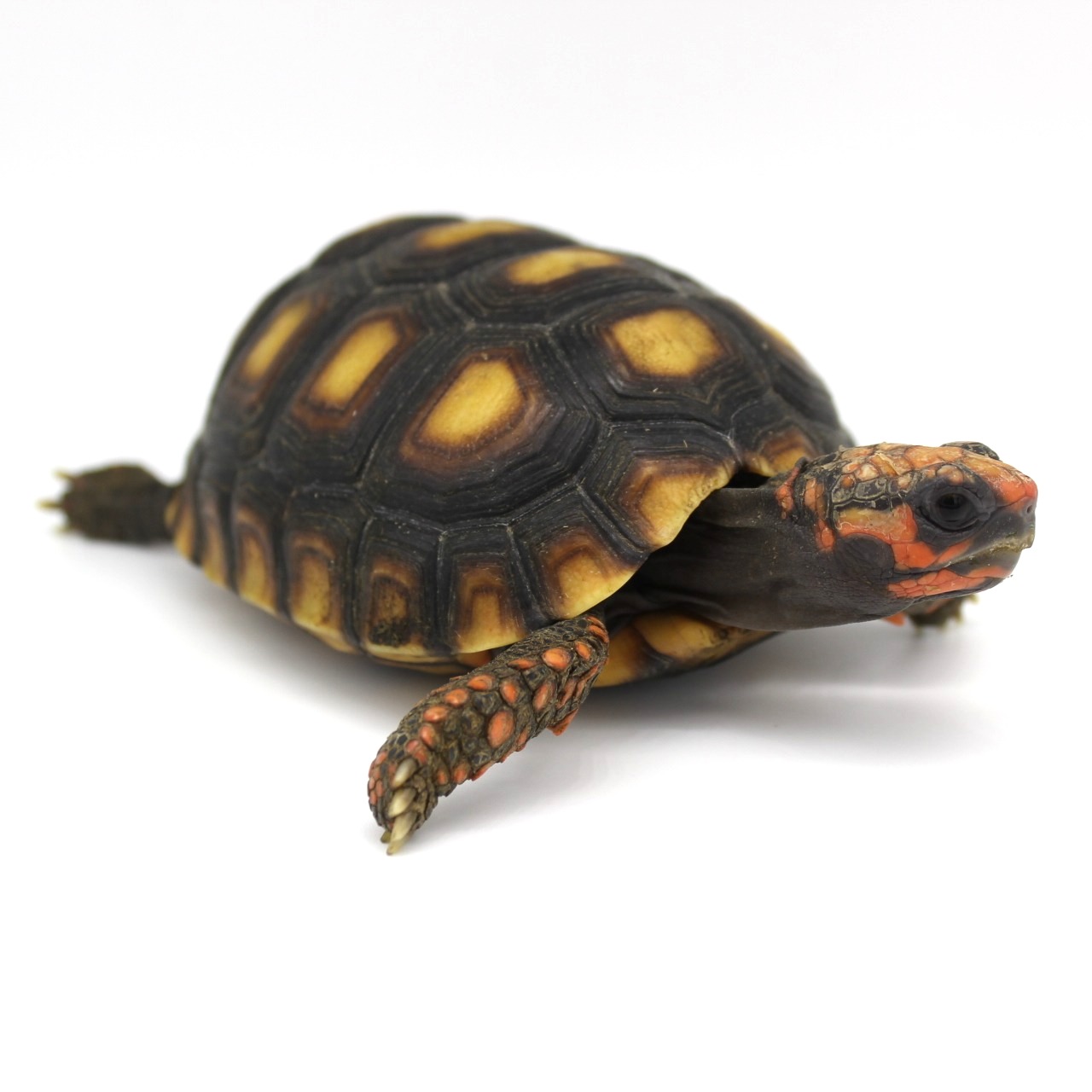 Cherry Head Tortoises for Sale 6