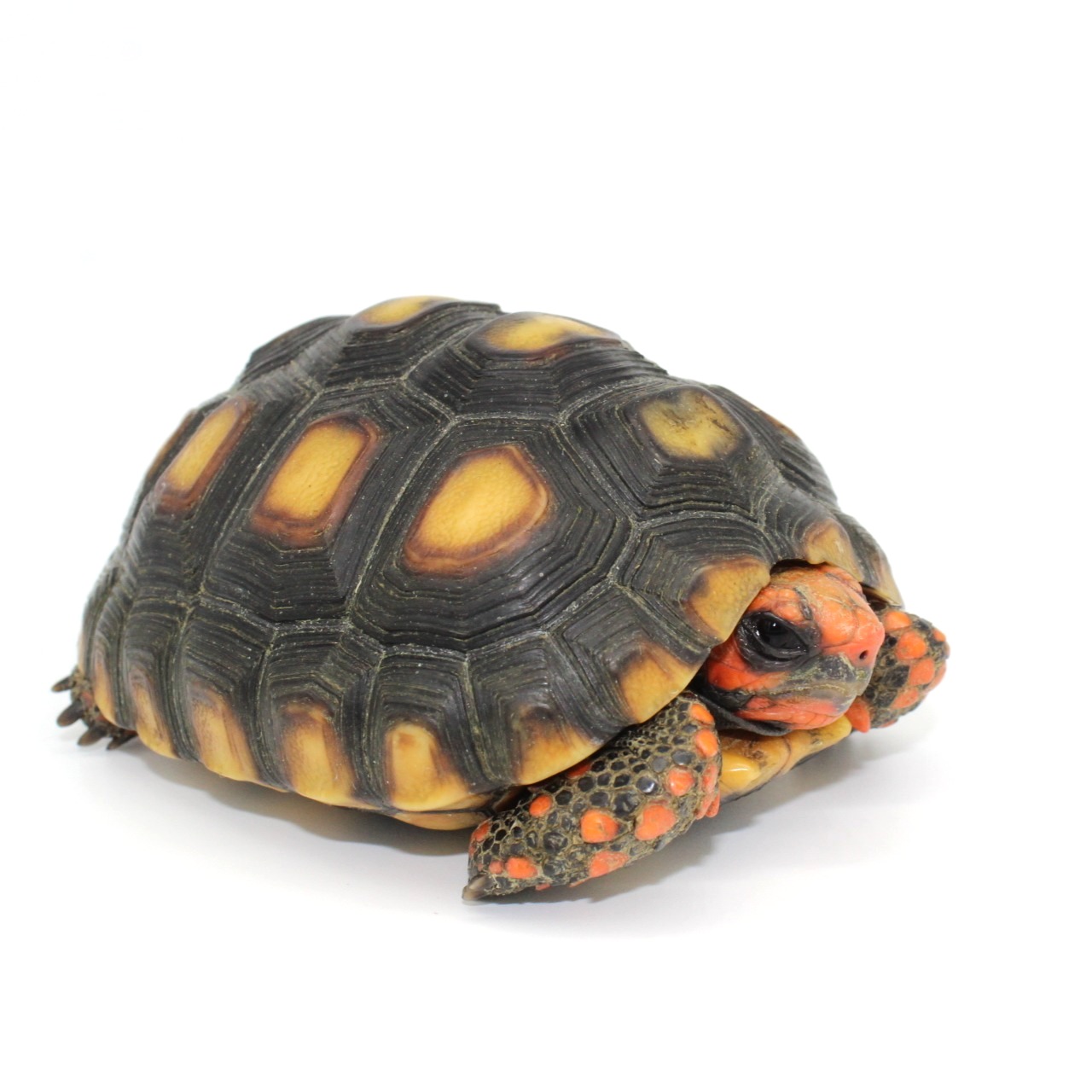 Cherry Head Tortoises for Sale 7