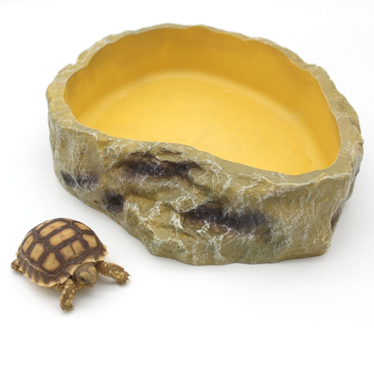 Water and Food Bowls 4