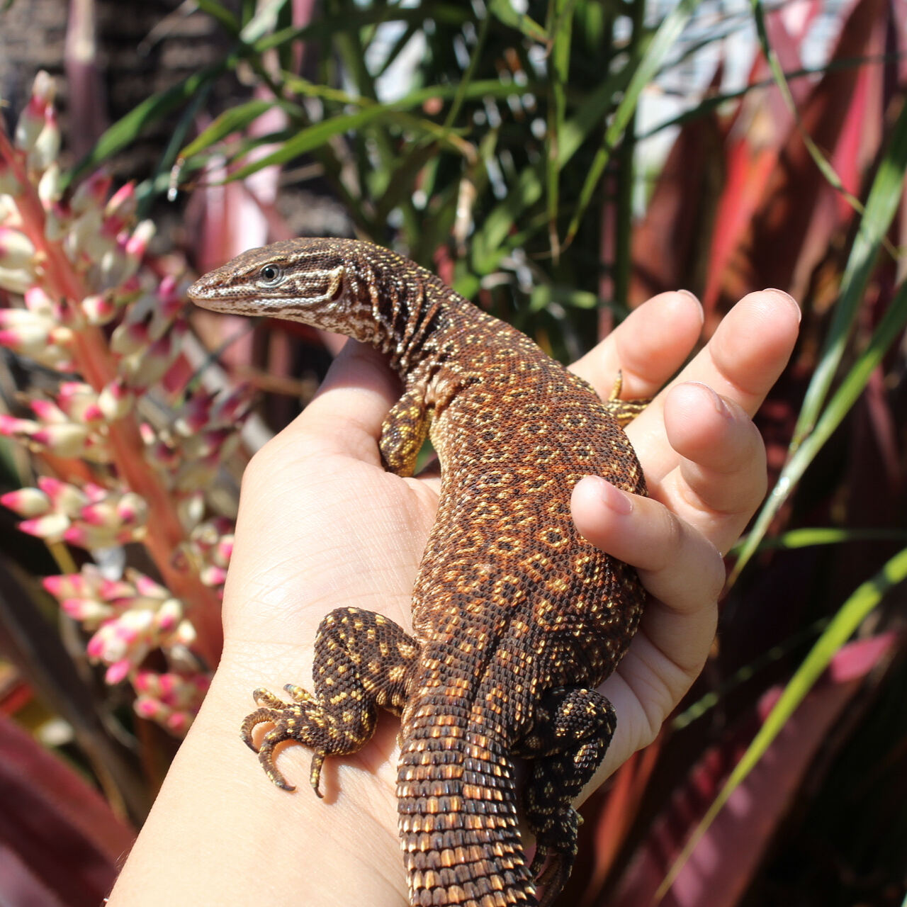Ackie Monitor Juvenile