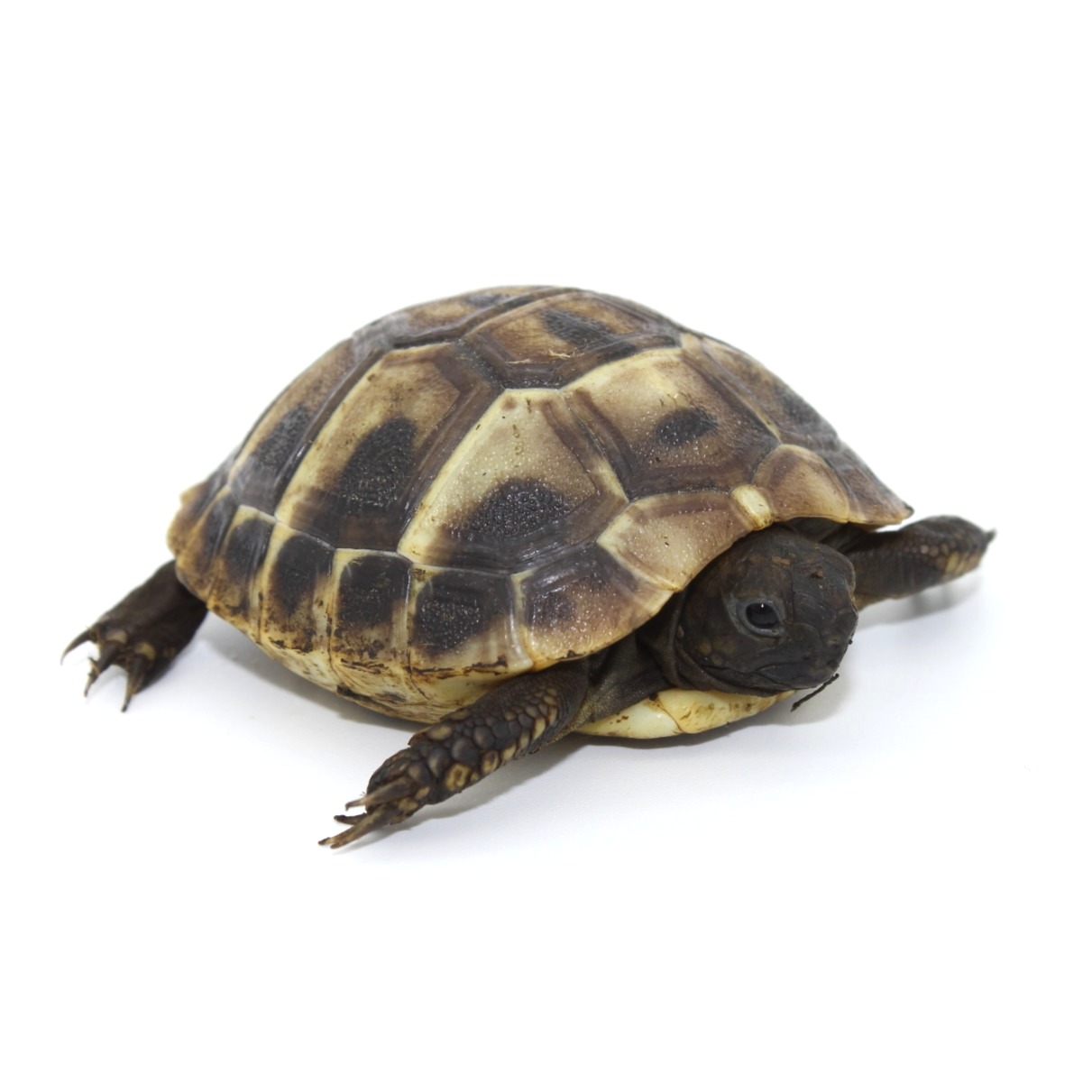 Hermann's Tortoises for Sale