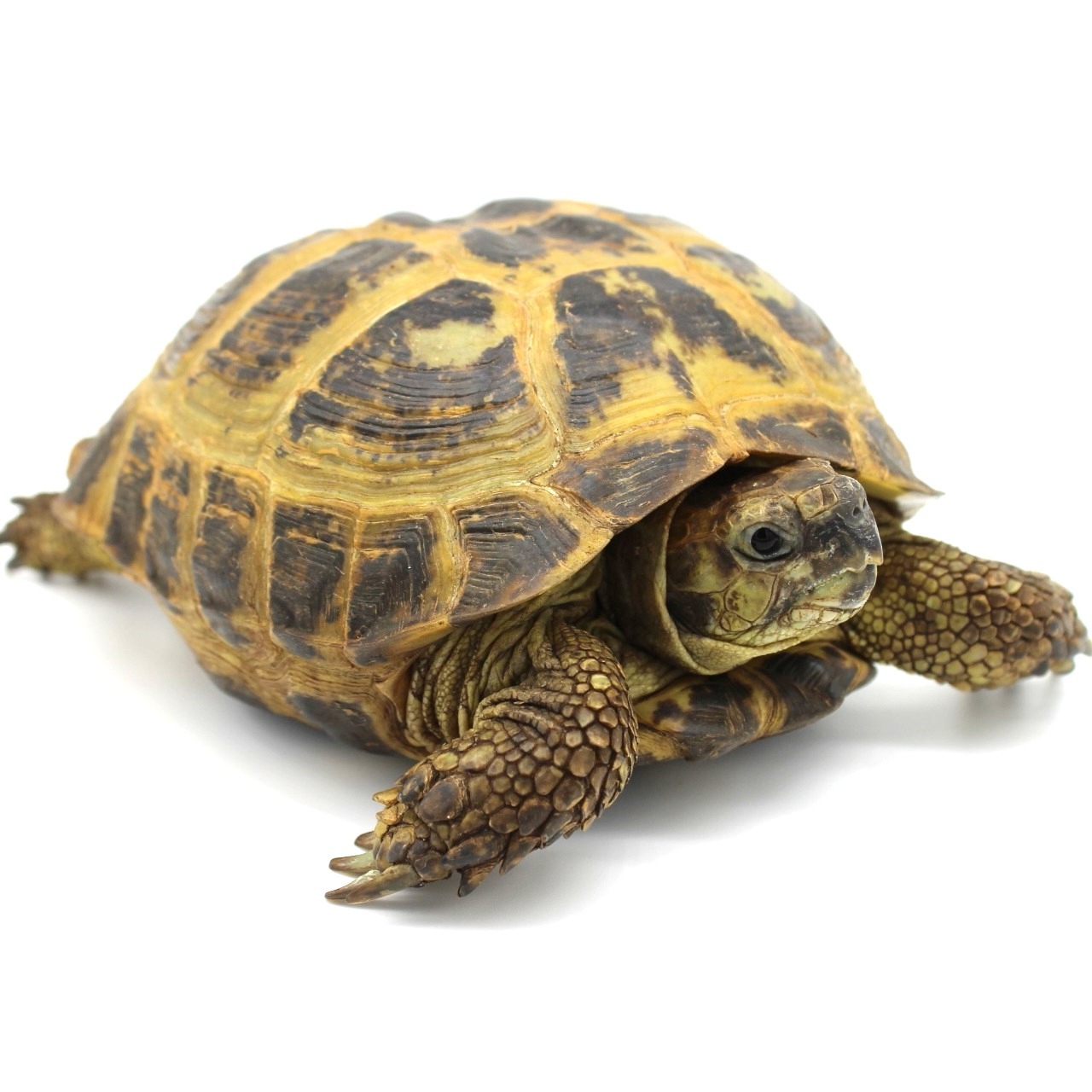 Russian Tortoises for Sale
