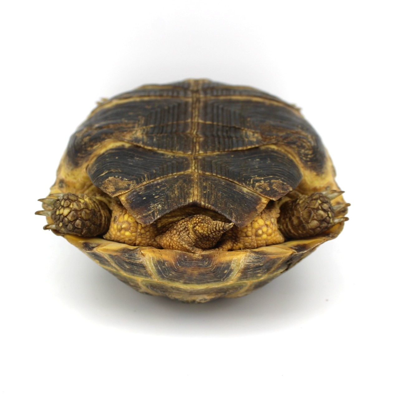 Russian Tortoises for Sale 2