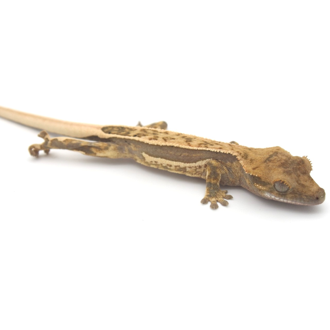 Baby Crested Gecko