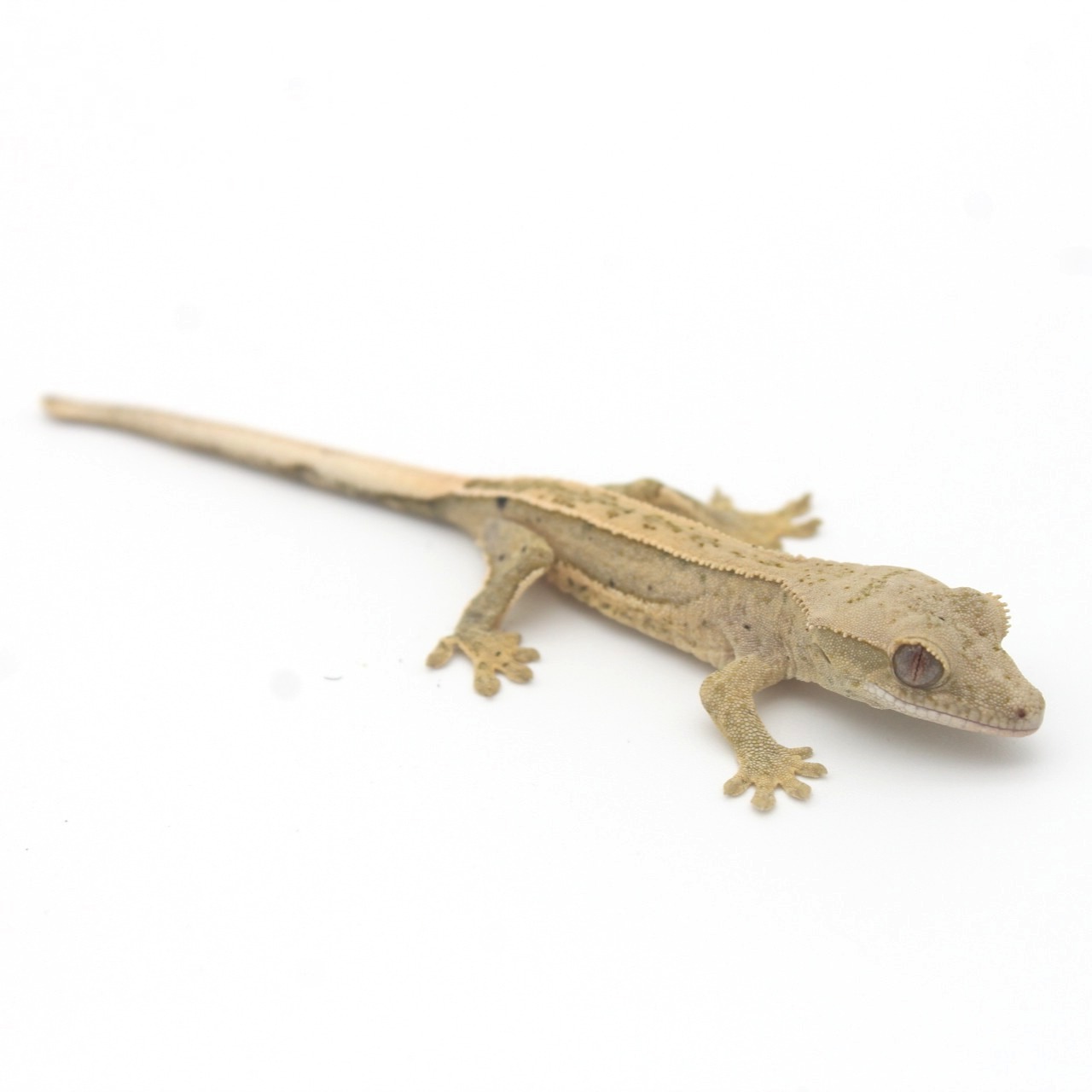 Baby Crested Gecko 2