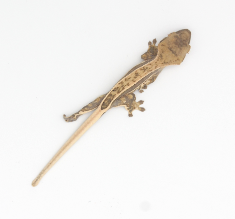 Baby Crested Gecko 3