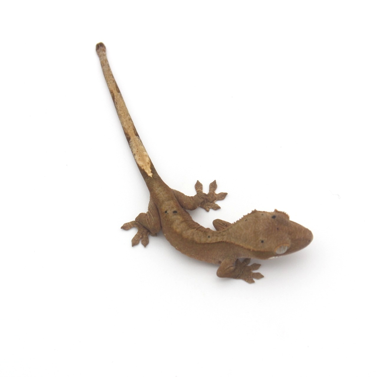 Baby Crested Gecko 4