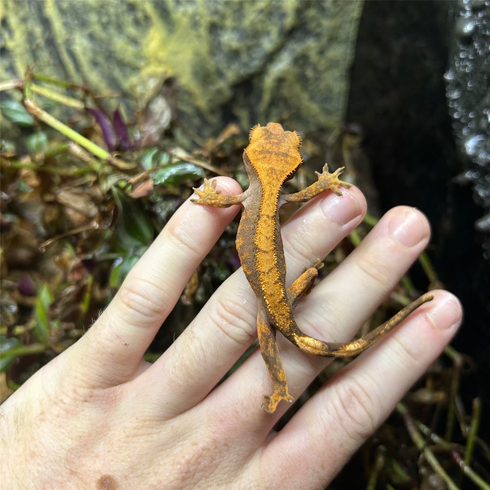 Baby Crested Gecko 5