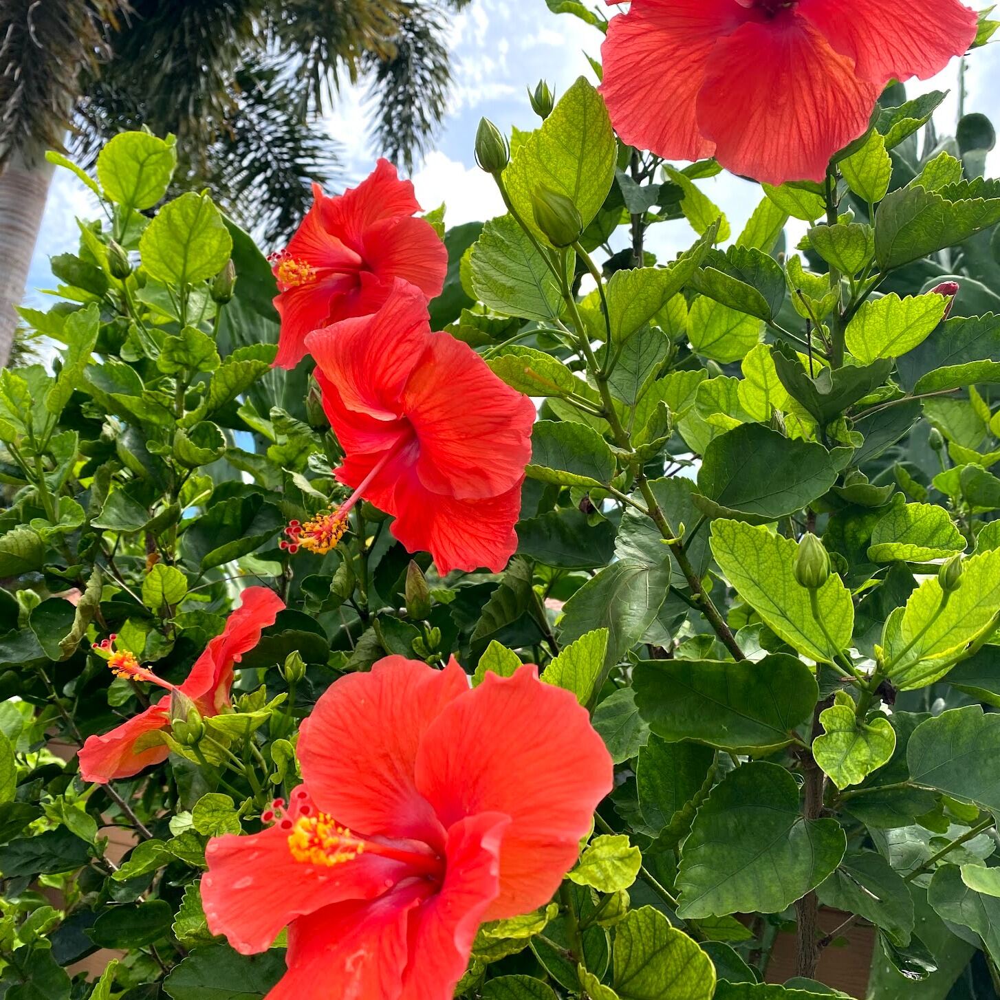Hibiscus Plant