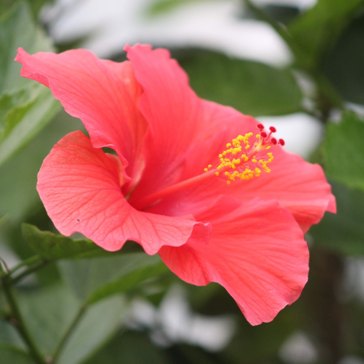 Hibiscus Plant 2