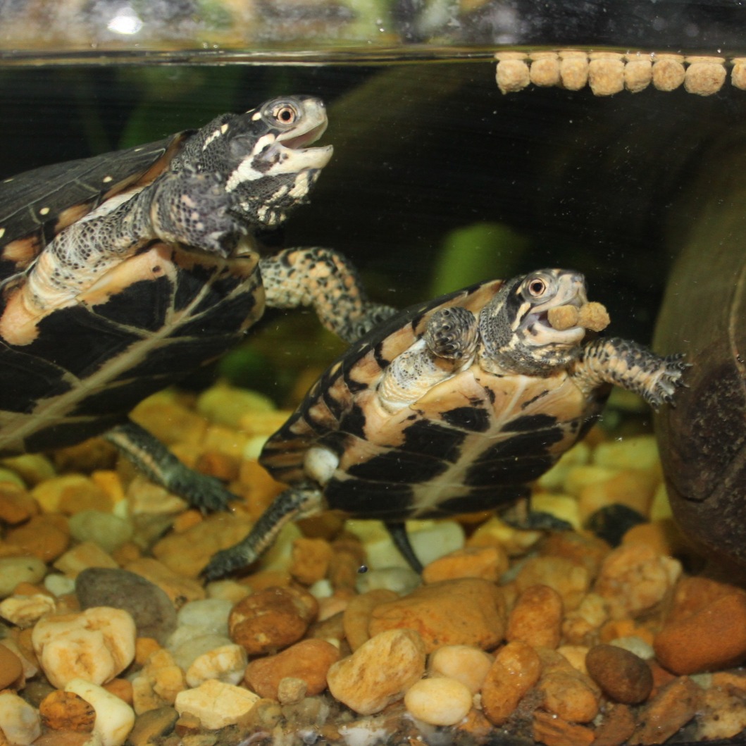 Aquatic Turtle Diet 2