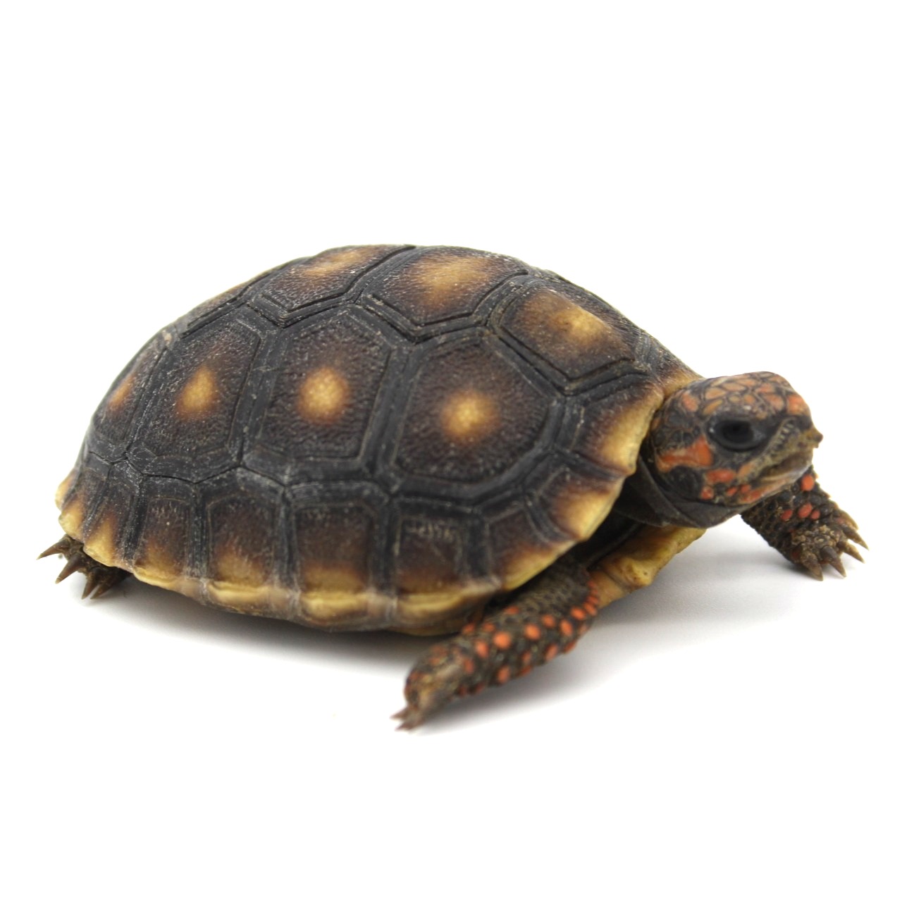 Redfoot Tortoises for Sale