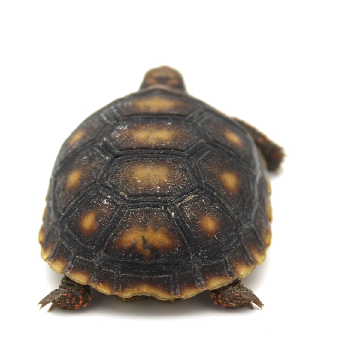 Redfoot Tortoises for Sale 2