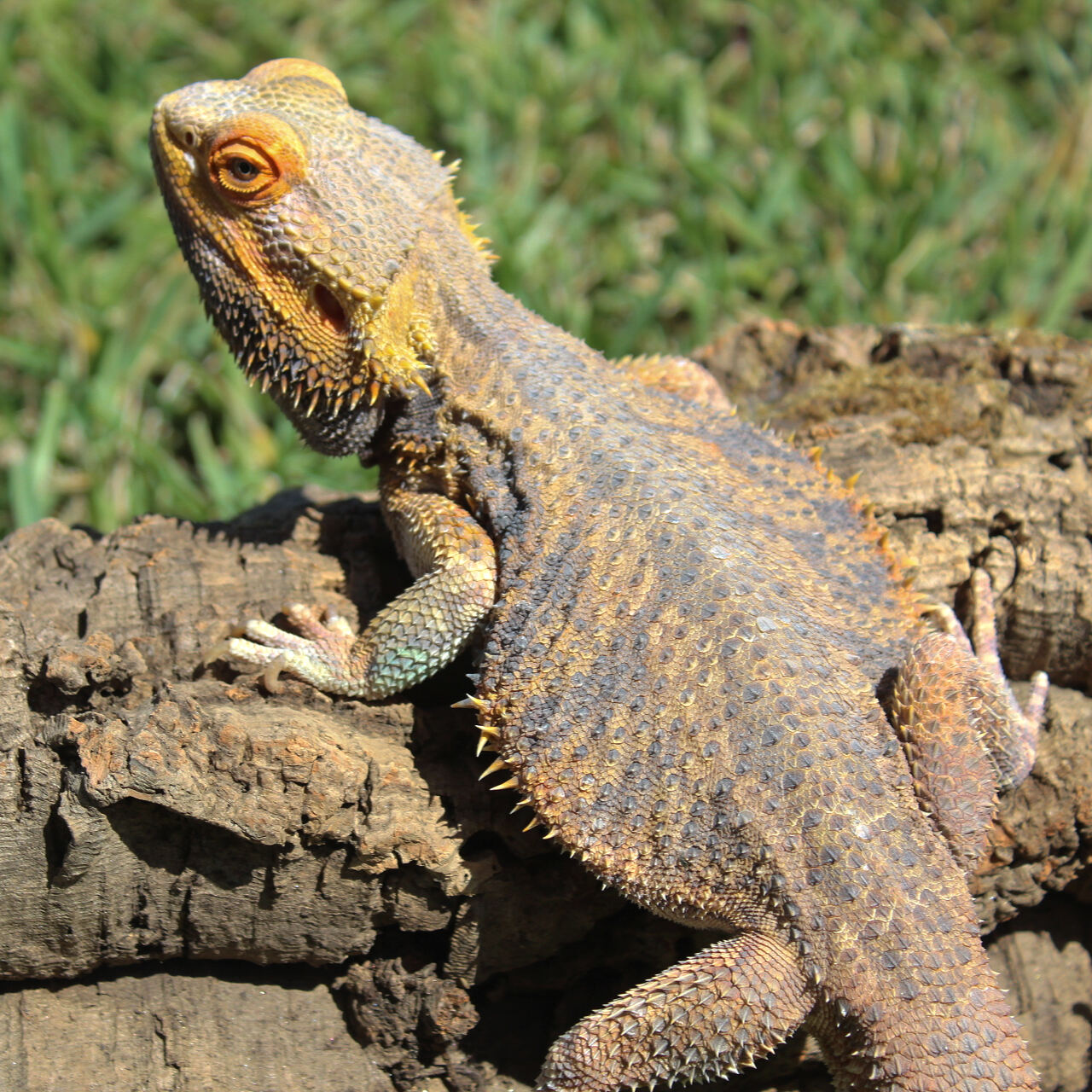 Bearded Dragons for Sale 3
