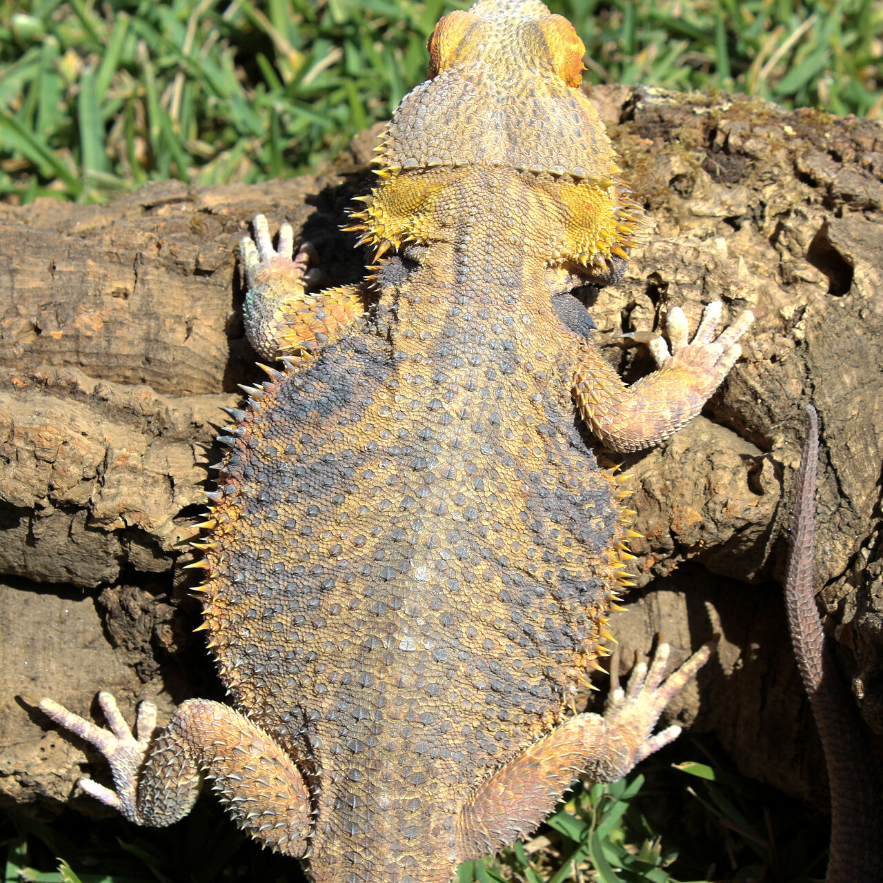 Bearded Dragons for Sale 4